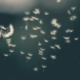 aerobiology