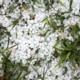 hailstorm
