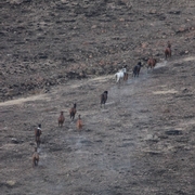 Soda Fire Field Trip